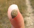 Eurygaster sp.